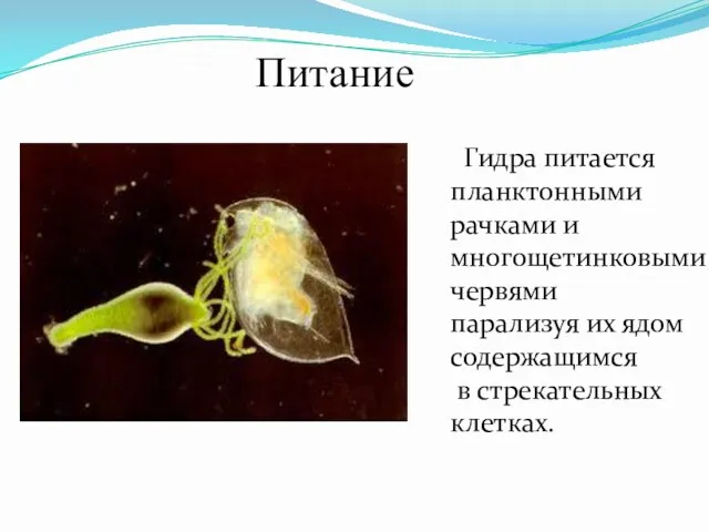 Питание Гидра питается планктонными рачками и многощетинковыми червями парализуя их ядом содержащимся в стрекательных клетках.