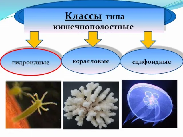 гидроидные коралловые сцифоидные Классы типа кишечнополостные