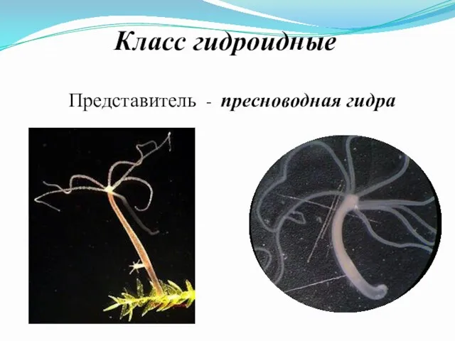 Класс гидроидные Представитель - пресноводная гидра