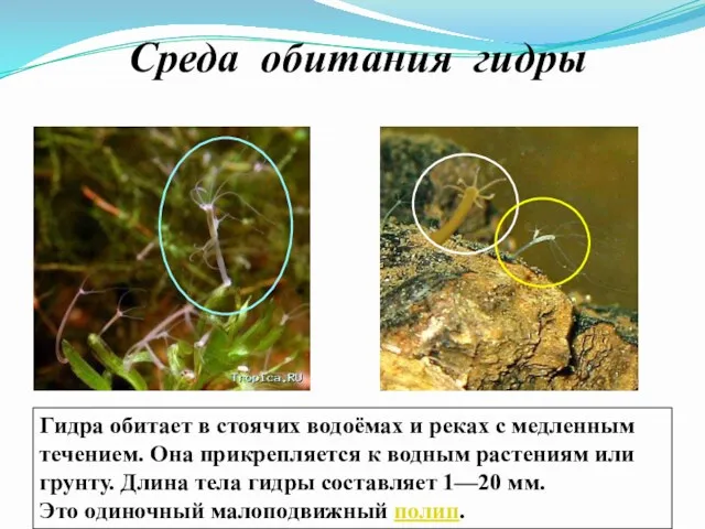 Среда обитания гидры Гидра обитает в стоячих водоёмах и реках