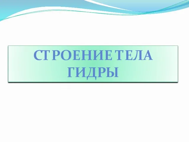 СТРОЕНИЕ ТЕЛА ГИДРЫ