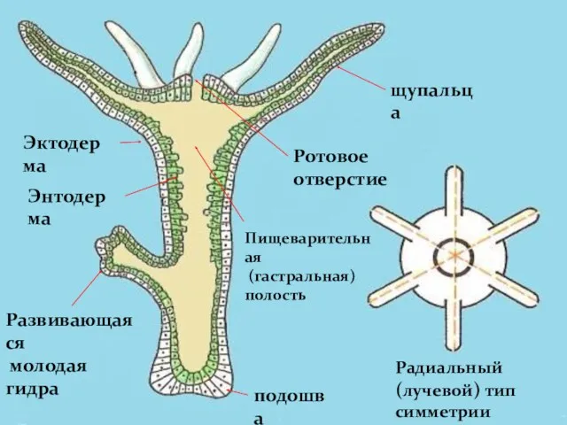 Внешнее строение Энтодерма Радиальный (лучевой) тип симметрии Эктодерма Развивающаяся молодая