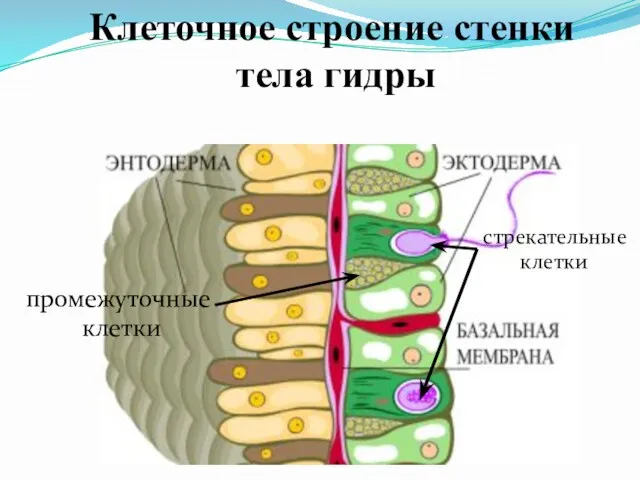 Клеточное строение стенки тела гидры промежуточные клетки стрекательные клетки