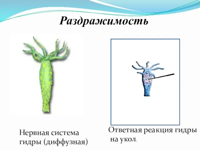 Нервная система гидры (диффузная) Раздражимость Ответная реакция гидры на укол.