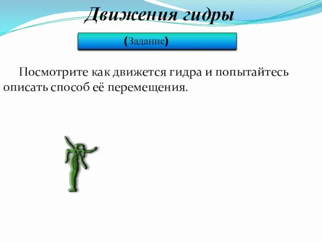 Движения гидры (Задание) Посмотрите как движется гидра и попытайтесь описать способ её перемещения.