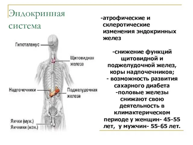 Эндокринная система атрофические и склеротические изменения эндокринных желез -снижение функций