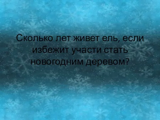 Сколько лет живет ель, если избежит участи стать новогодним деревом?