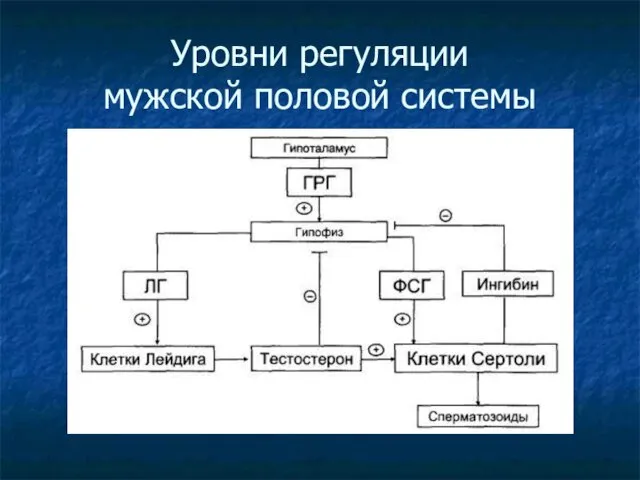 Уровни регуляции мужской половой системы