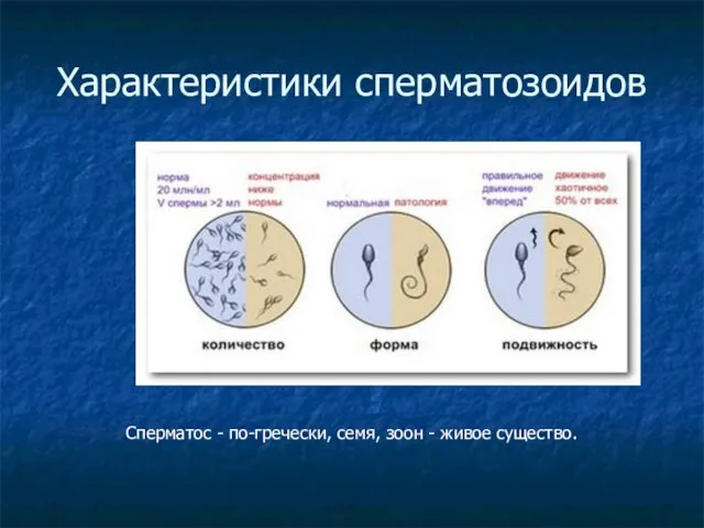 Характеристики сперматозоидов Сперматос - по-гречески, семя, зоон - живое существо.