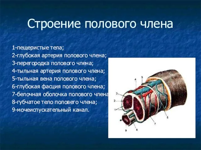 Строение полового члена 1-пещеристые тела; 2-глубокая артерия полового члена; 3-перегородка