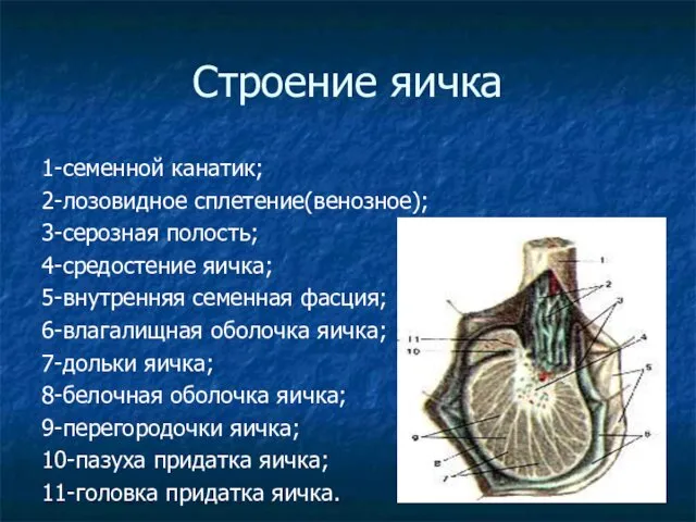 Строение яичка 1-семенной канатик; 2-лозовидное сплетение(венозное); 3-серозная полость; 4-средостение яичка;