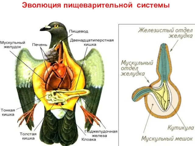 Эволюция пищеварительной системы