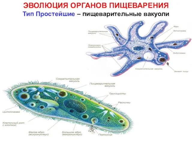 ЭВОЛЮЦИЯ ОРГАНОВ ПИЩЕВАРЕНИЯ Тип Простейшие – пищеварительные вакуоли