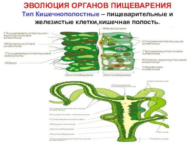 ЭВОЛЮЦИЯ ОРГАНОВ ПИЩЕВАРЕНИЯ Тип Кишечнополостные – пищеварительные и железистые клетки,кишечная полость.