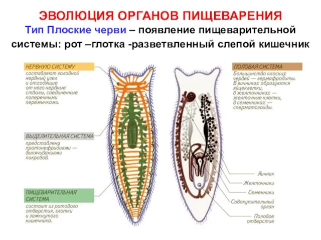ЭВОЛЮЦИЯ ОРГАНОВ ПИЩЕВАРЕНИЯ Тип Плоские черви – появление пищеварительной системы: рот –глотка -разветвленный слепой кишечник