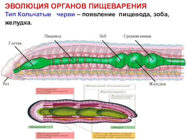 ЭВОЛЮЦИЯ ОРГАНОВ ПИЩЕВАРЕНИЯ Тип Кольчатые черви – появление пищевода, зоба, желудка.