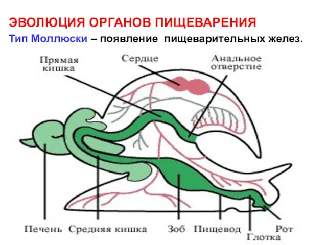 ЭВОЛЮЦИЯ ОРГАНОВ ПИЩЕВАРЕНИЯ Тип Моллюски – появление пищеварительных желез.