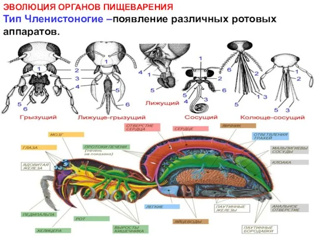 ЭВОЛЮЦИЯ ОРГАНОВ ПИЩЕВАРЕНИЯ Тип Членистоногие –появление различных ротовых аппаратов.