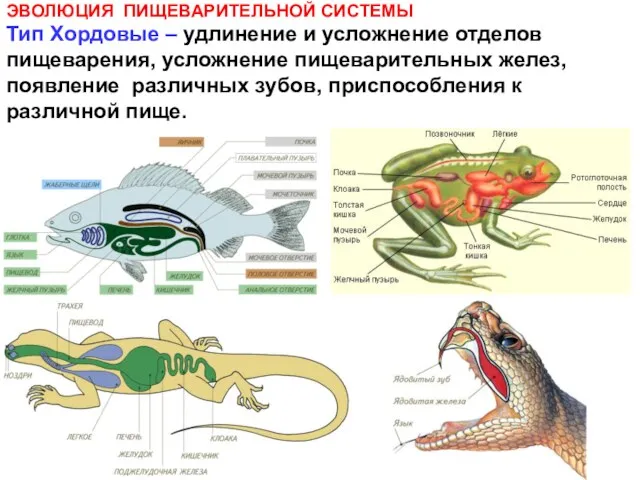 ЭВОЛЮЦИЯ ПИЩЕВАРИТЕЛЬНОЙ СИСТЕМЫ Тип Хордовые – удлинение и усложнение отделов пищеварения, усложнение пищеварительных