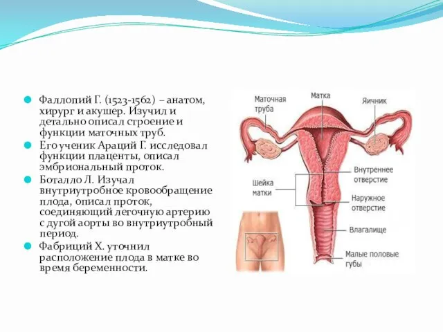 Фаллопий Г. (1523-1562) – анатом, хирург и акушер. Изучил и