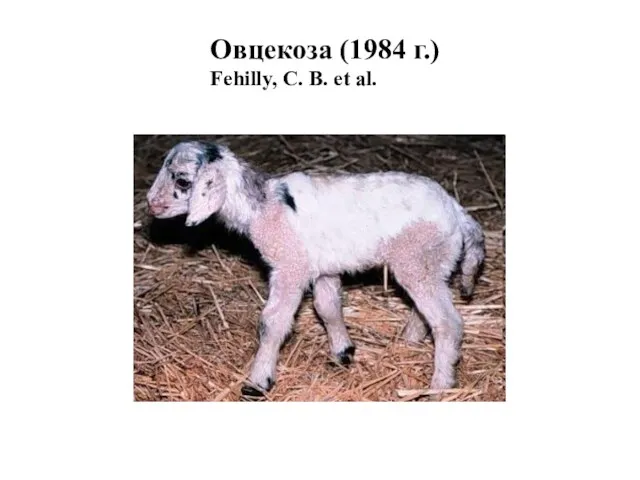 Овцекоза (1984 г.) Fehilly, C. B. et al.