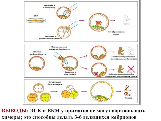 ВЫВОДЫ: ЭСК и ВКМ у приматов не могут образовывать химеры;