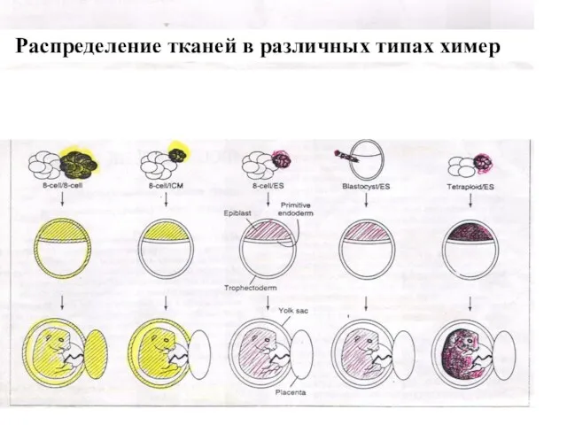 Распределение тканей в различных типах химер