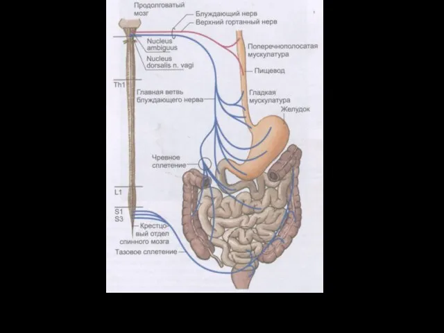 Парасимпатическая иннервация в ЖКТ.