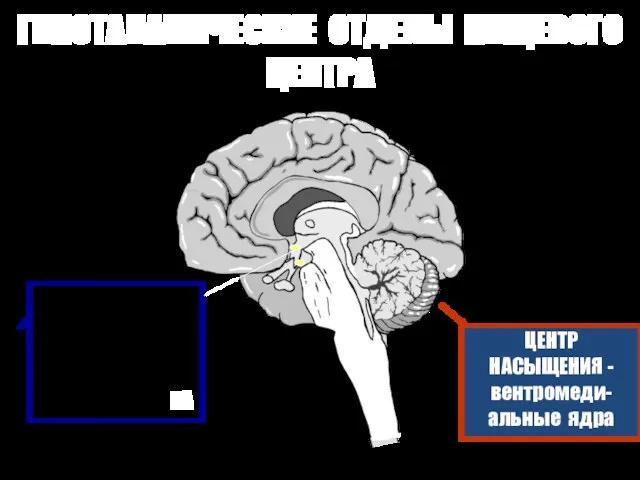 ГИПОТАЛАМИЧЕСКИЕ ОТДЕЛЫ ПИЩЕВОГО ЦЕНТРА ЦЕНТР ГОЛОДА латерального гипоталамуса центр АНАНДА-БРОБЕКА ЦЕНТР НАСЫЩЕНИЯ - вентромеди-альные ядра