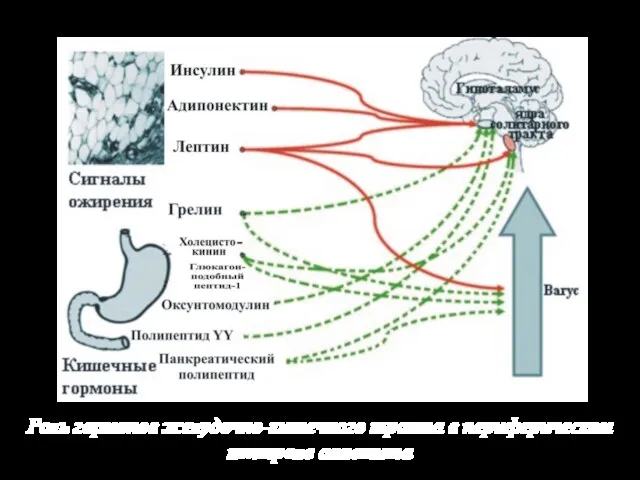 Роль гормонов желудочно-кишечного тракта в периферическом контроле аппетита