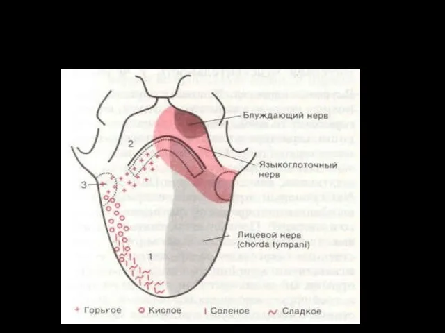 Схема распределения вкусовой чувствительности на языке