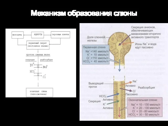 Механизм образования слюны