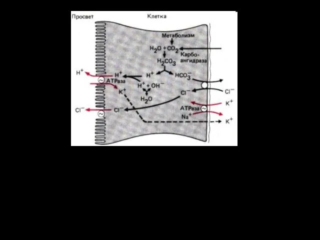Секреция HCI обкладочной клеткой. Бикарбонатная гипотеза. Ионы Н+ переносятся в