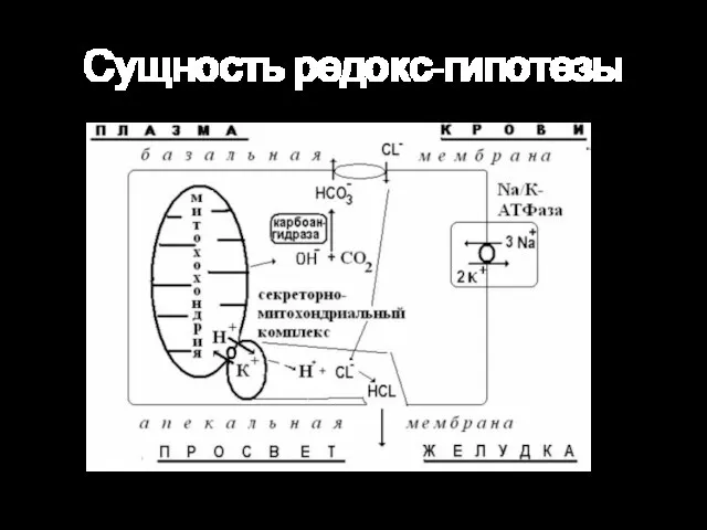 Сущность редокс-гипотезы