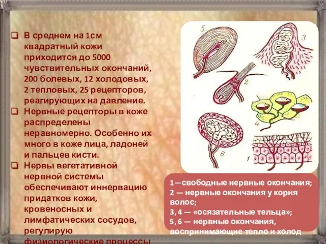 В среднем на 1см квадратный кожи приходится до 5000 чувствительных