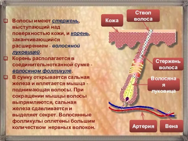 Волосы имеют стержень, выступающий над поверхностью кожи, и корень, заканчивающийся