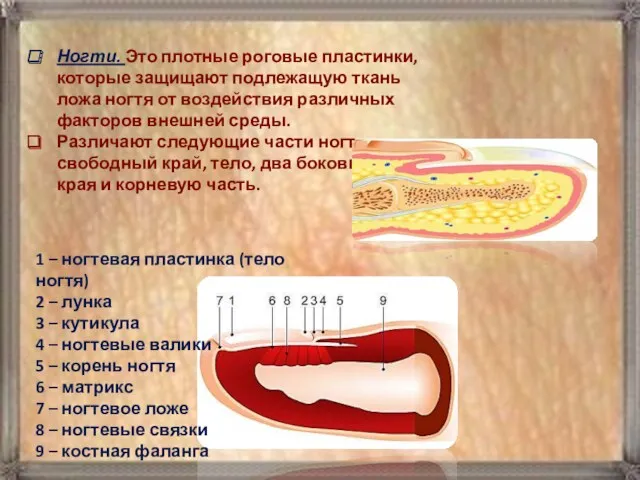 Ногти. Это плотные роговые пластинки, которые защищают подлежащую ткань ложа