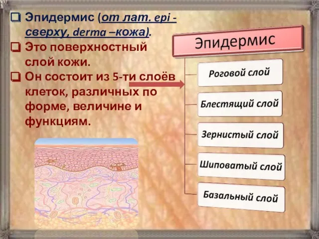 Эпидермис (от лат. epi - сверху, derma –кожа). Это поверхностный