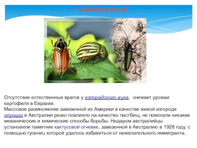 1. Саморегуляция Отсутствие естественных врагов у колорадского жука, снижает урожаи