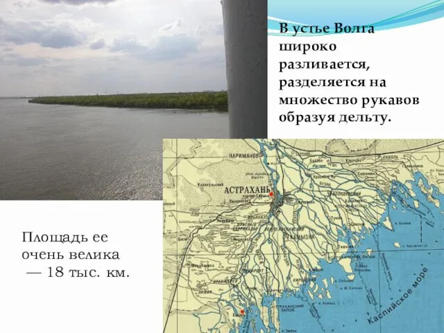 В устье Волга широко разливается, разделяется на множество рукавов образуя