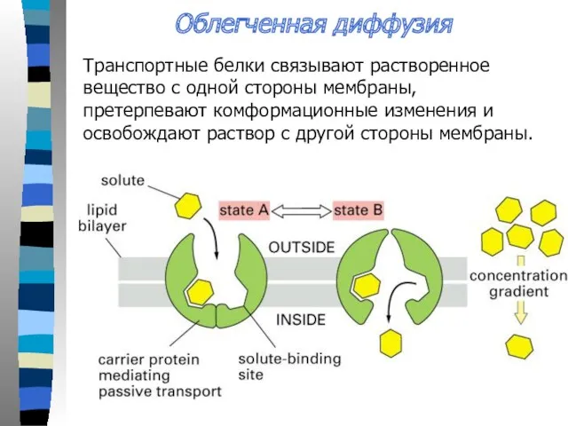 Транспортные белки связывают растворенное вещество с одной стороны мембраны, претерпевают