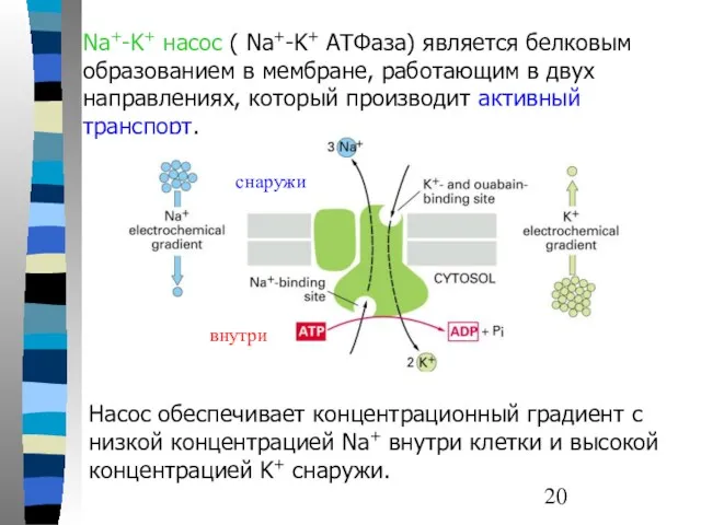Na+-K+ насос ( Na+-K+ ATФaза) является белковым образованием в мембране,