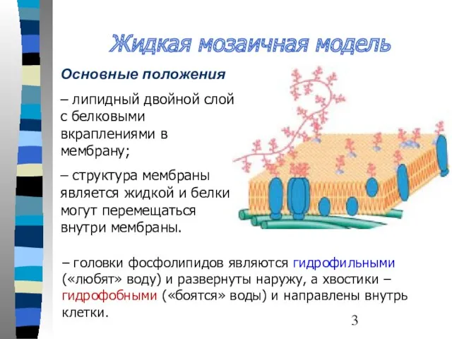 Жидкая мозаичная модель Основные положения – липидный двойной слой с