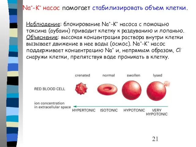 Na+-K+ насос помогает стабилизировать объем клетки. Наблюдение: блокирование Na+-K+ насоса