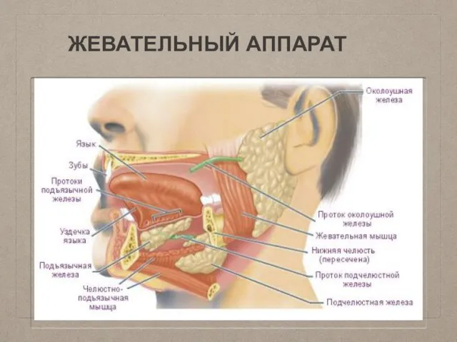 ЖЕВАТЕЛЬНЫЙ АППАРАТ