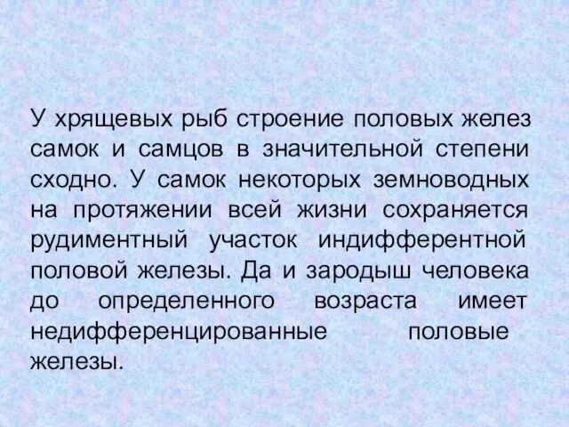 У хрящевых рыб строение половых желез самок и самцов в