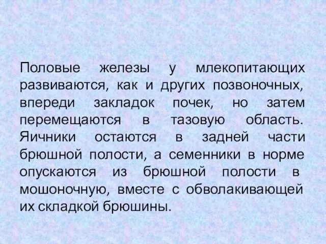 Половые железы у млекопитающих развиваются, как и других позвоночных, впереди