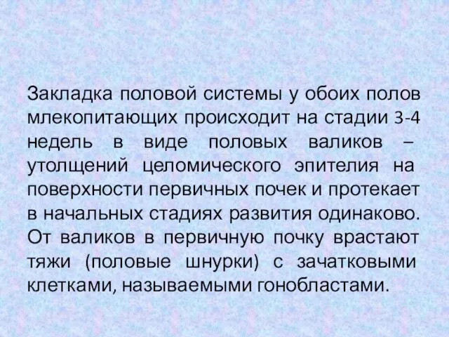 Закладка половой системы у обоих полов млекопитающих происходит на стадии