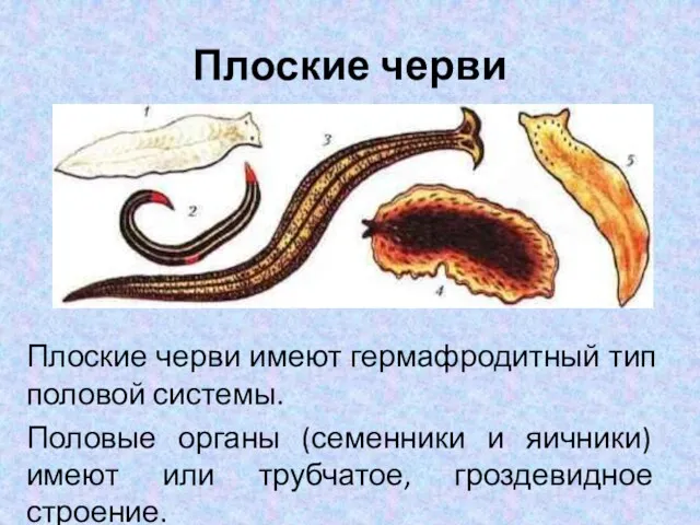 Плоские черви Плоские черви имеют гермафродитный тип половой системы. Половые