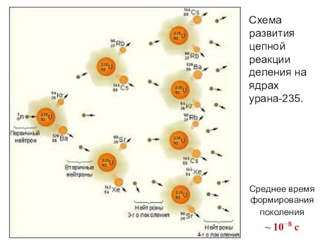 Схема развития цепной реакции деления на ядрах урана-235. Среднее время формирования поколения ~ 10−8 с